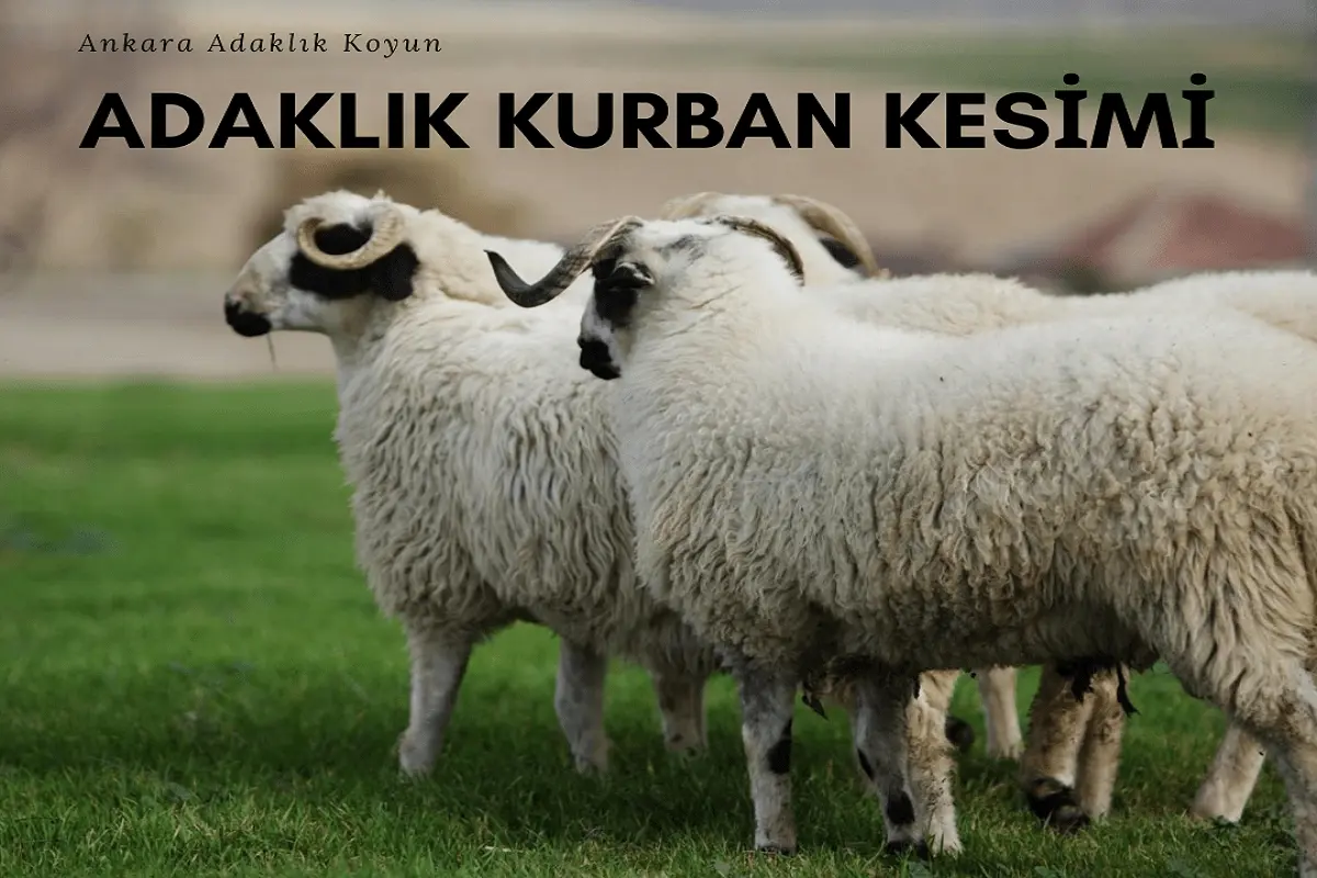 Adaklık Kurban Kesimi