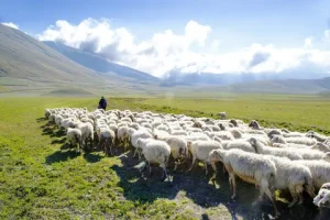 adak-vekaleti-nasil-verilir