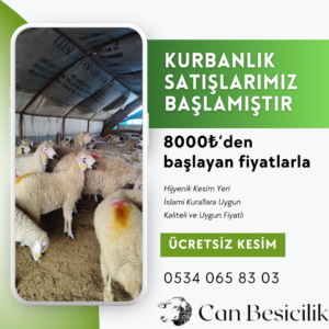 Kurbanlık Koyun Fiyatları Ankara