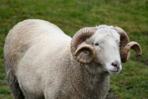 Kurbanlık Koç Fiyatları 2025 