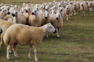 Kurbanlık Koyun Fiyatları 2025